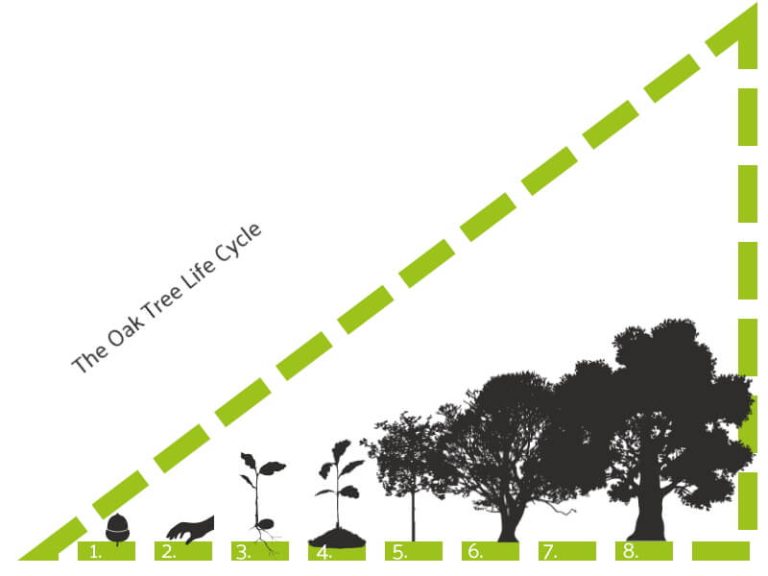 Oak Tree Facts Hardwoods Group