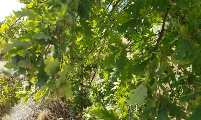 How To Identify Oak