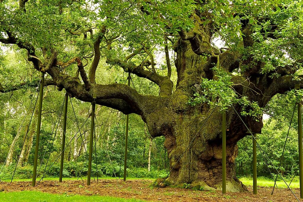 The Largest Oak Trees in the World Hardwoods Group