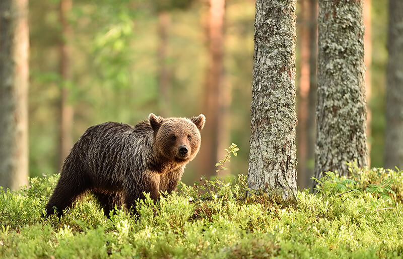 Grizzly bear walking through a forest 